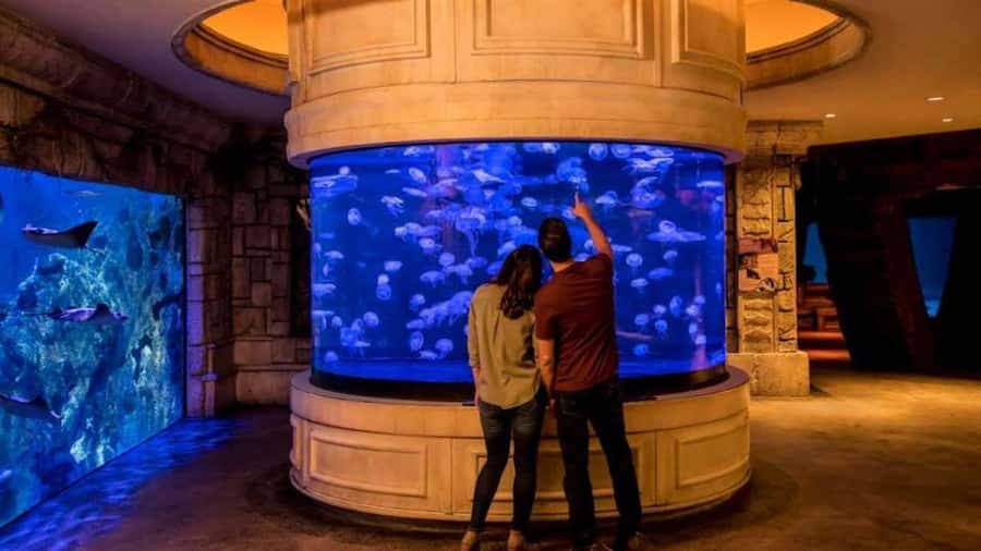 Las Vegas: Shark Reef Aquarium Entry Ticket - Best times and practical ways to enjoy it