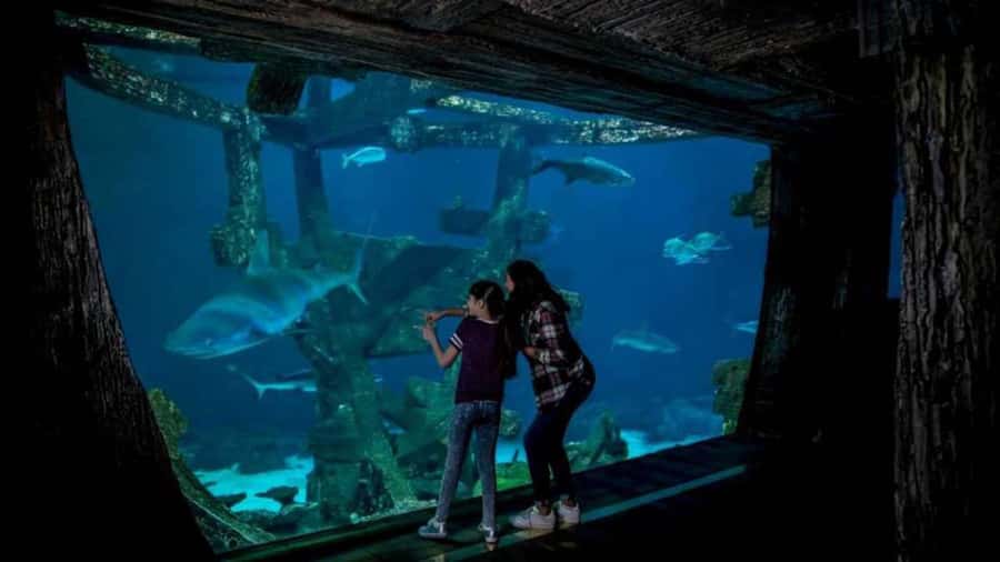 Las Vegas: Shark Reef Aquarium Entry Ticket - Sharks, rays, and the sinking temple