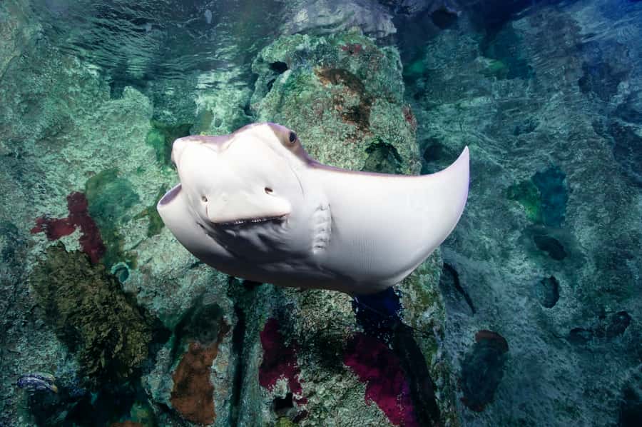 Las Vegas: Shark Reef Aquarium Entry Ticket - Jellyfish and the smaller exhibits