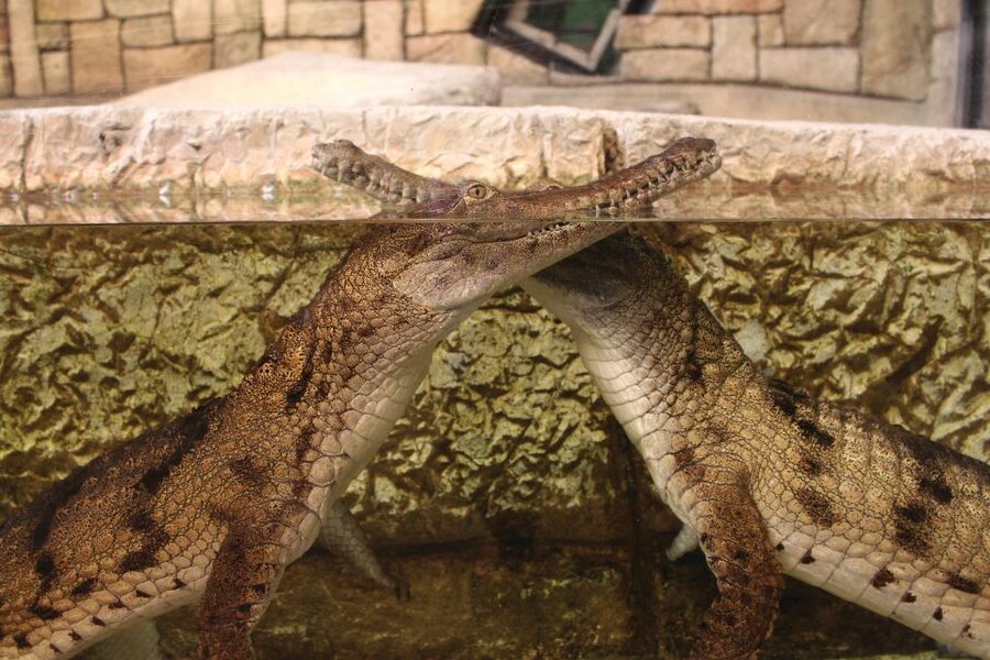 Las Vegas: Shark Reef Aquarium Entry Ticket - How long should you plan?