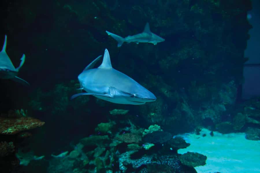 Las Vegas: Shark Reef Aquarium Entry Ticket - Is the $29 ticket good value?