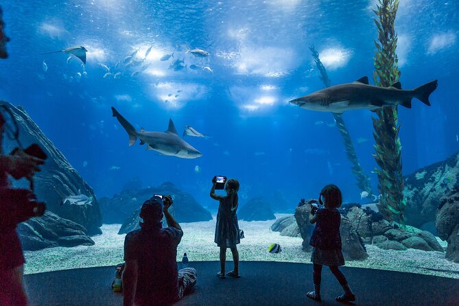 Lisbon Oceanario: Aquarium Entrance Ticket - Why Lisbon Oceanarium is more than a row of fish tanks