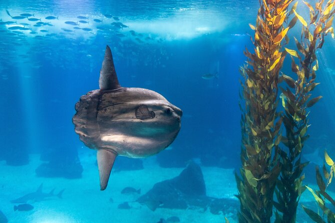 Lisbon Oceanario: Aquarium Entrance Ticket - How long to spend and when to arrive