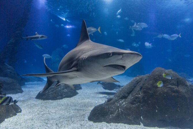 Lisbon Oceanario: Aquarium Entrance Ticket - Is the $30.17 ticket good value?