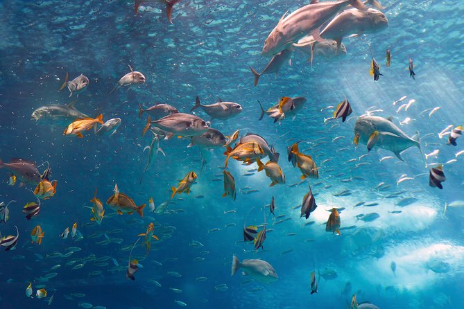 Lisbon Oceanarium and Belém and Modern Lisbon bus Hop On Hop Off Tours 48h - What this Lisbon package actually gives you