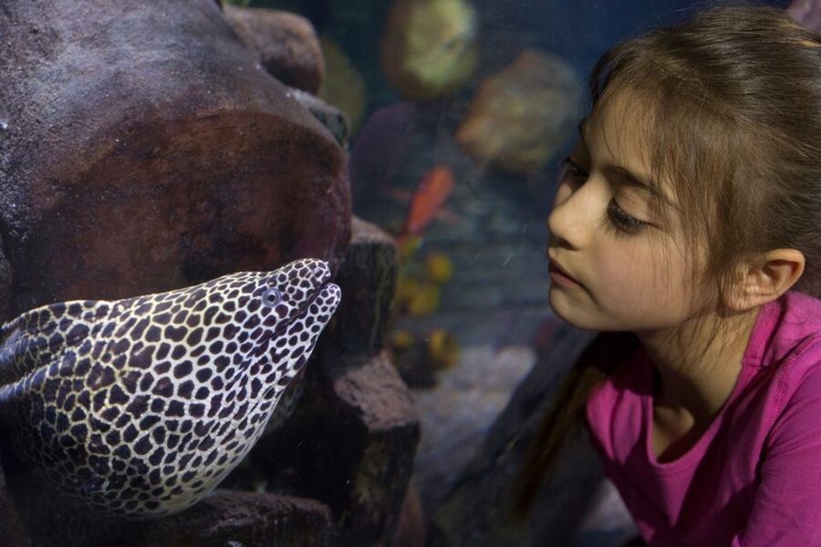 Loch Lomond: Sea Life Entrance Ticket - Key points at Sea Life Loch Lomond