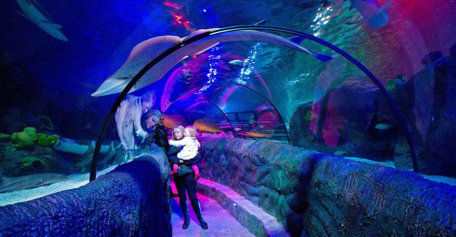 Loch Lomond: Sea Life Entrance Ticket - What you see inside Sea Life Loch Lomond