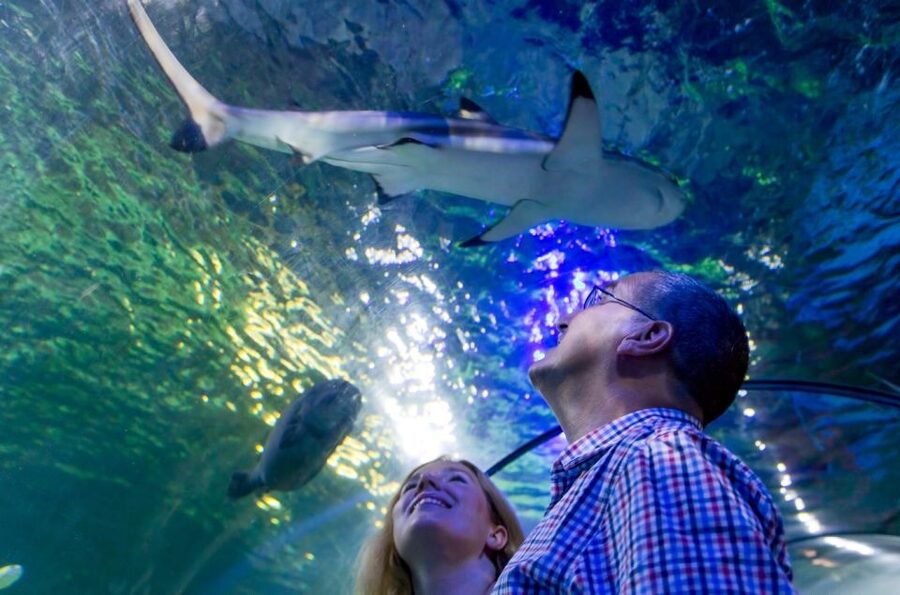 Loch Lomond: Sea Life Entrance Ticket - Touching starfish at the interactive rock pool