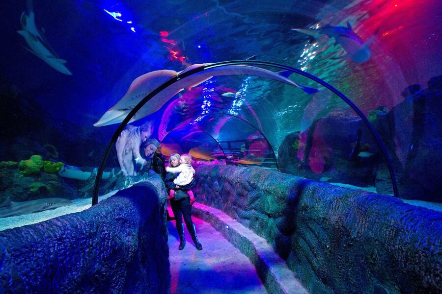 Loch Lomond: Sea Life Entrance Ticket - Starting with Scottish lochs and native species