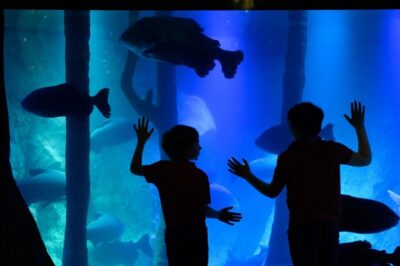 London: Madame Tussauds, SEA LIFE and London Dungeon Entry