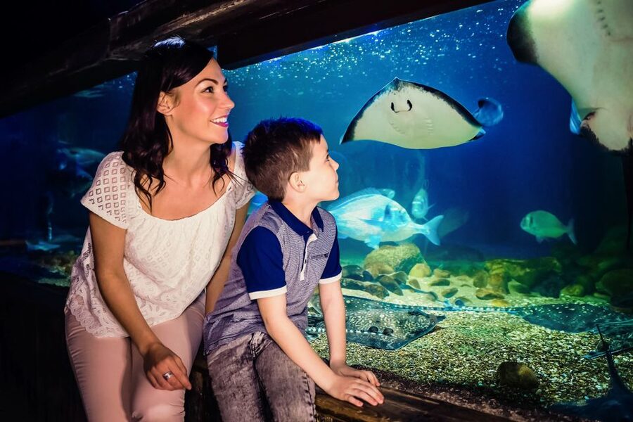 London: SEA LIFE Entry Ticket - Timed entry and useful planning advice