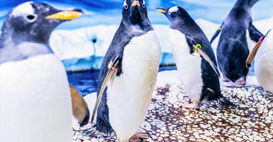 London: SEA LIFE Entry Ticket - Is $37 a fair price?