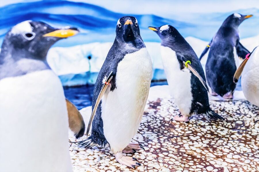 London: SEA LIFE Entry Ticket - Families, couples, and adult visitors