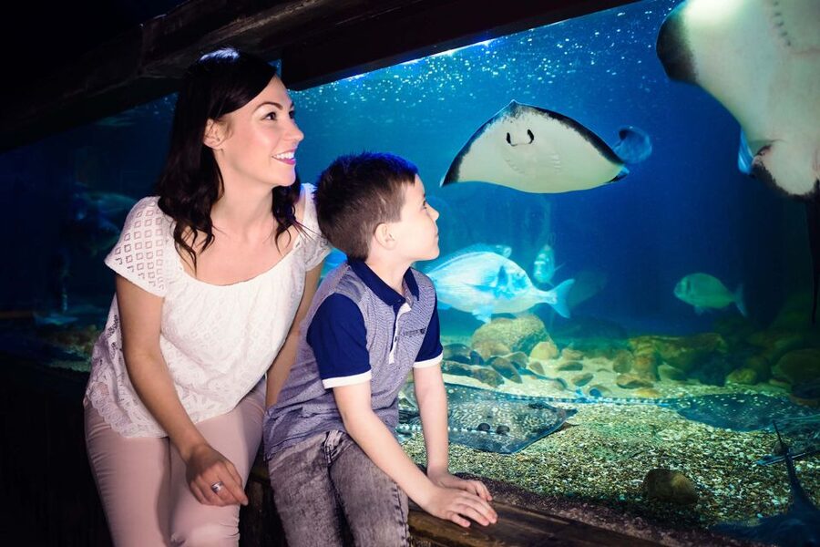 London: SEA LIFE & London Eye Combo Ticket - Should you book the SEA LIFE and London Eye combo?