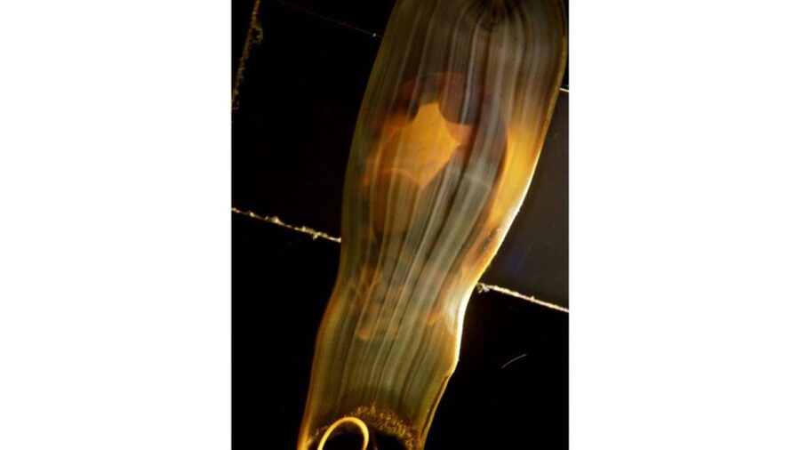 Los Angeles: Heal The Bay Aquarium in Santa Monica - What Heal the Bay Aquarium Does Best