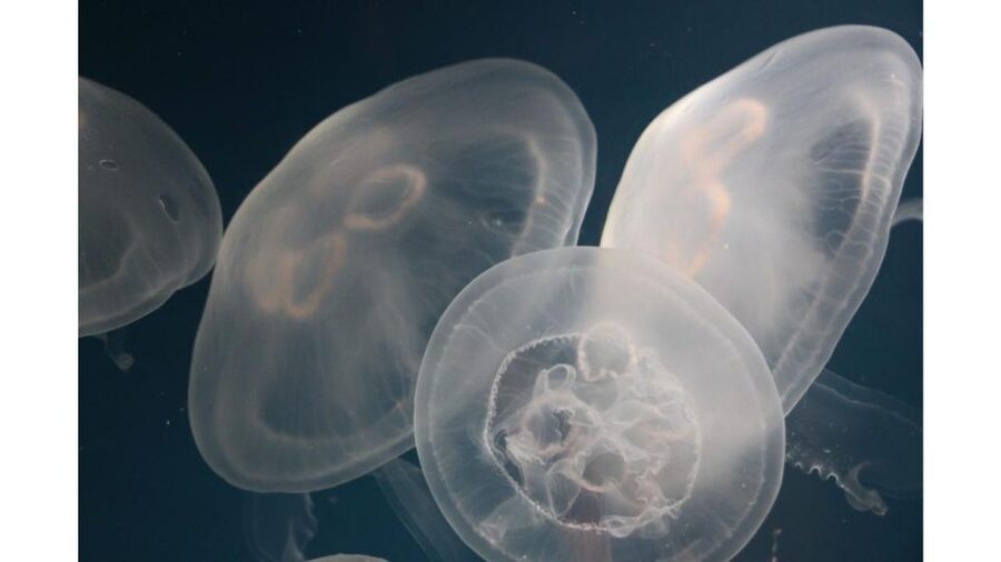 Los Angeles: Heal The Bay Aquarium in Santa Monica - Pacific Habitats Without the Giant Aquarium Price