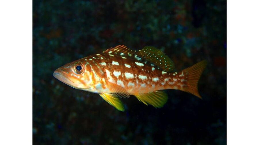 Los Angeles: Heal The Bay Aquarium in Santa Monica - How the Staff Shape the Visit