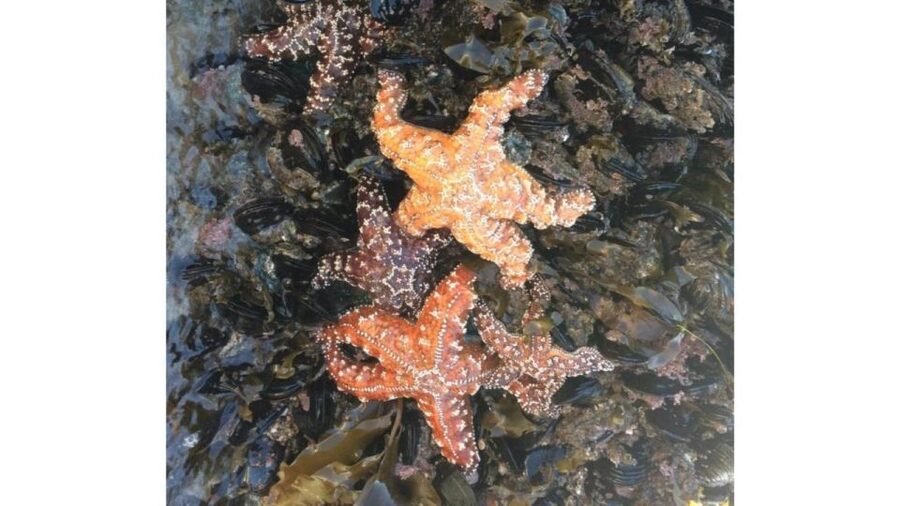Los Angeles: Heal The Bay Aquarium in Santa Monica - Timing, Price, and the Question of Value
