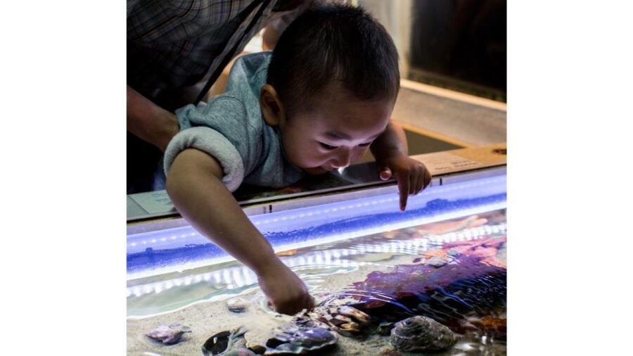 Los Angeles: Heal The Bay Aquarium in Santa Monica - Who Will Enjoy This Aquarium Most