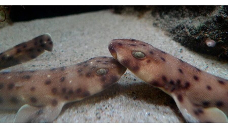 Los Angeles: Heal The Bay Aquarium in Santa Monica - Should You Book Heal the Bay Aquarium?