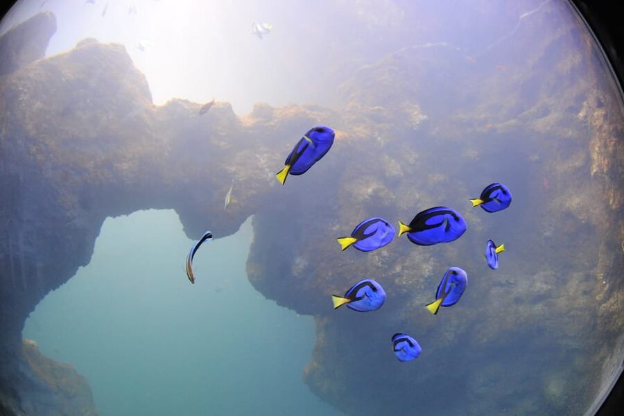 Lyon: Aquarium Entrance Ticket - The World’s Reefs brings moray eels and clownfish