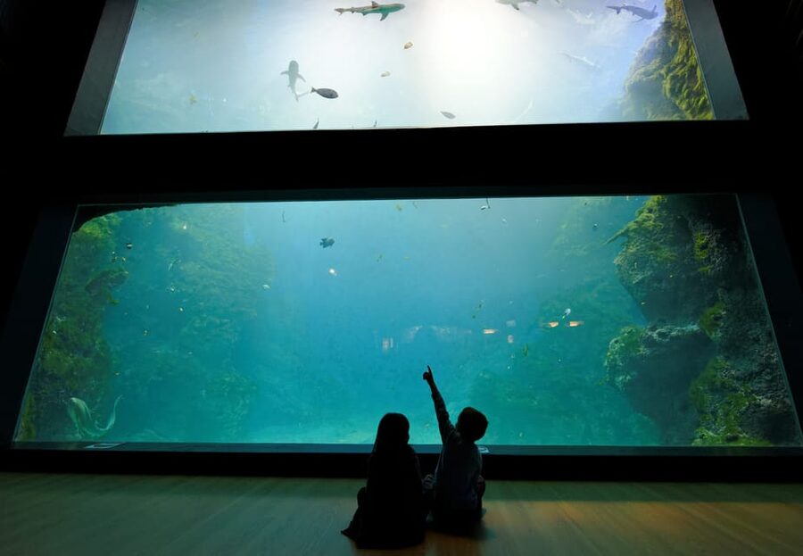 Lyon: Aquarium Entrance Ticket - Marine curiosities offers the most unusual encounters