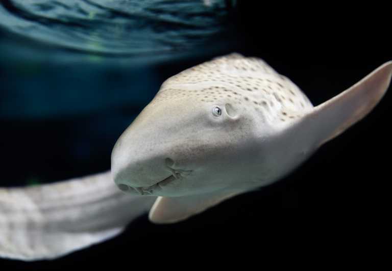 Lyon: Aquarium Entrance Ticket - La Confluence begins with European freshwater life