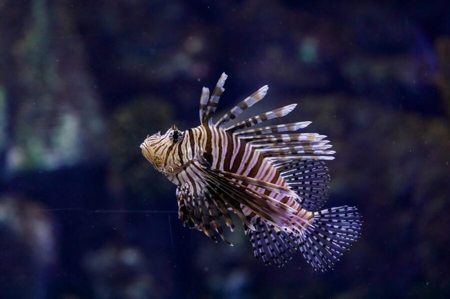 Madrid: Atlantis Aquarium Entry Ticket - Key points to know before you go