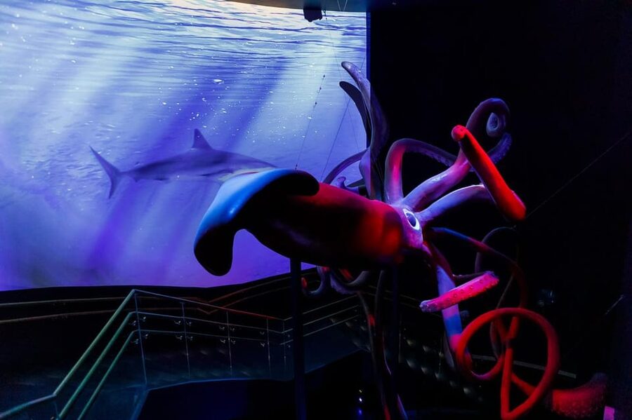 Madrid: Atlantis Aquarium Entry Ticket - What the Atlantis Aquarium experience is really like