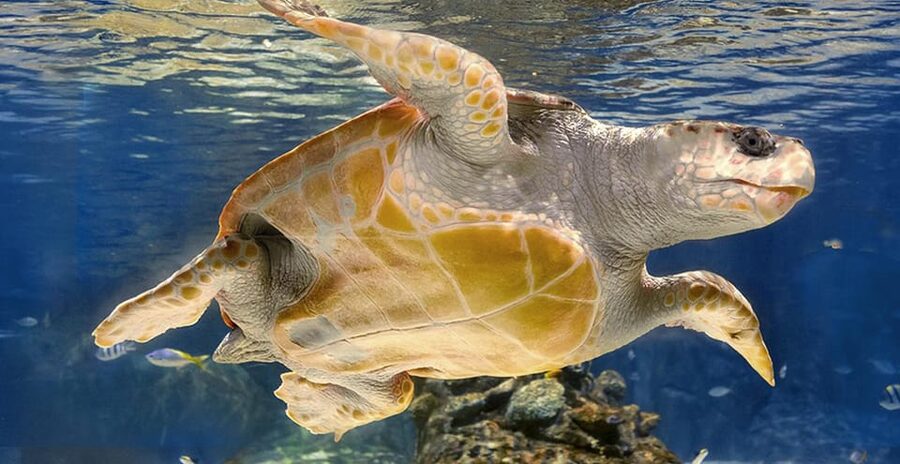 Madrid: Atlantis Aquarium Entry Ticket - Interactive activities that give children a reason to pause