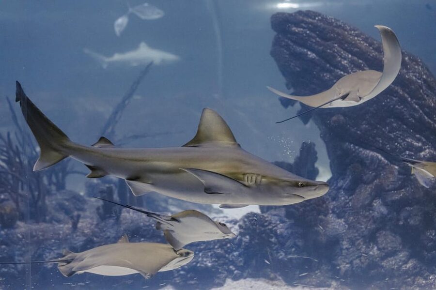 Madrid: Atlantis Aquarium Entry Ticket - A conservation message that stays practical