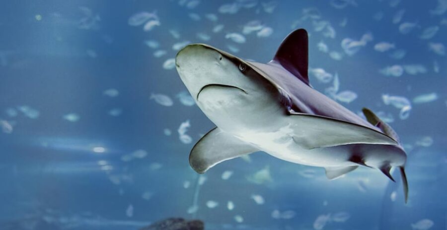 Madrid: Atlantis Aquarium Entry Ticket - How much time should you allow?