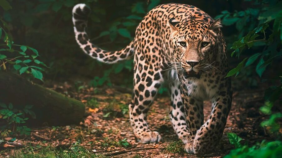 Madrid: Zoo Aquarium Madrid Ticket - IrenIA and the newer technology