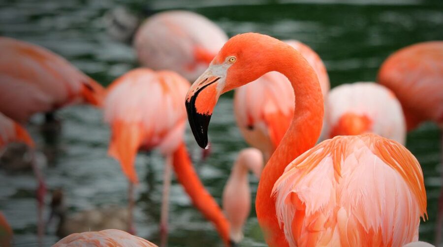 Madrid: Zoo Aquarium Madrid Ticket - Who will enjoy this most?