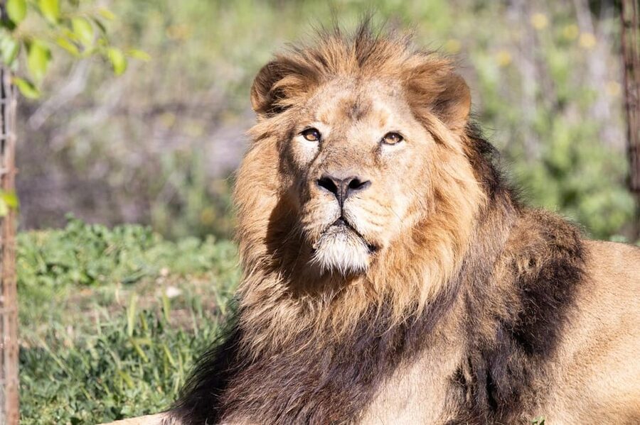 Madrid: Zoo Aquarium Madrid Ticket - Begin with the zoo’s major animals