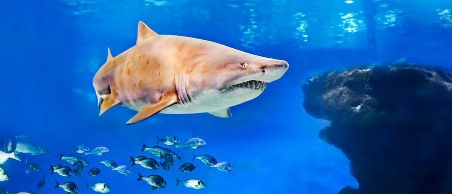Mallorca: Palma Aquarium Entry Ticket w/ Optional 3D Cinema - Key points at a glance