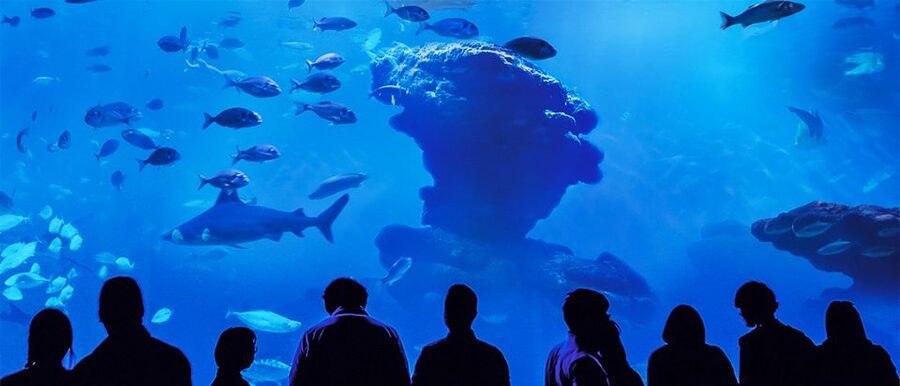 Mallorca: Palma Aquarium Entry Ticket w/ Optional 3D Cinema - What may disappoint you
