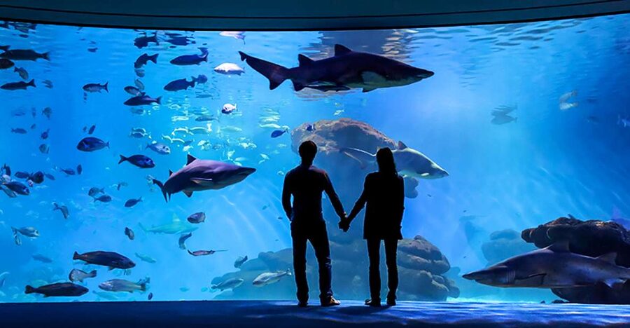 Mallorca: Palma Aquarium Entry Ticket w/ Optional 3D Cinema - A large coral display and smaller marine life