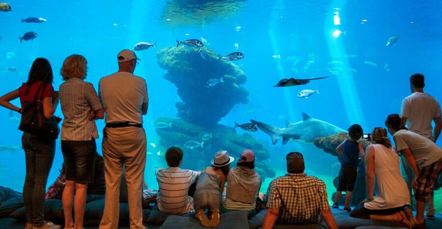 Mallorca: Palma Aquarium with Transfers, Guide & Fast Entry - From Alcúdia to Palma in a cool, comfortable coach