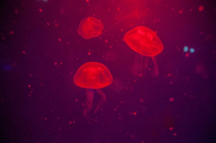 Mallorca: Palma Aquarium with Transfers, Guide & Fast Entry - Who should book this day trip?