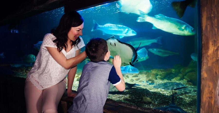 Manchester: SEA LIFE Entrance Ticket - The Ocean Tunnel is the main event