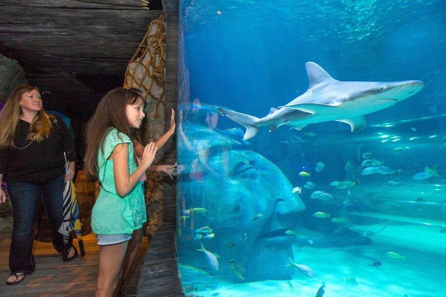 Manchester: SEA LIFE Entrance Ticket - Rocky Hideout keeps younger children involved