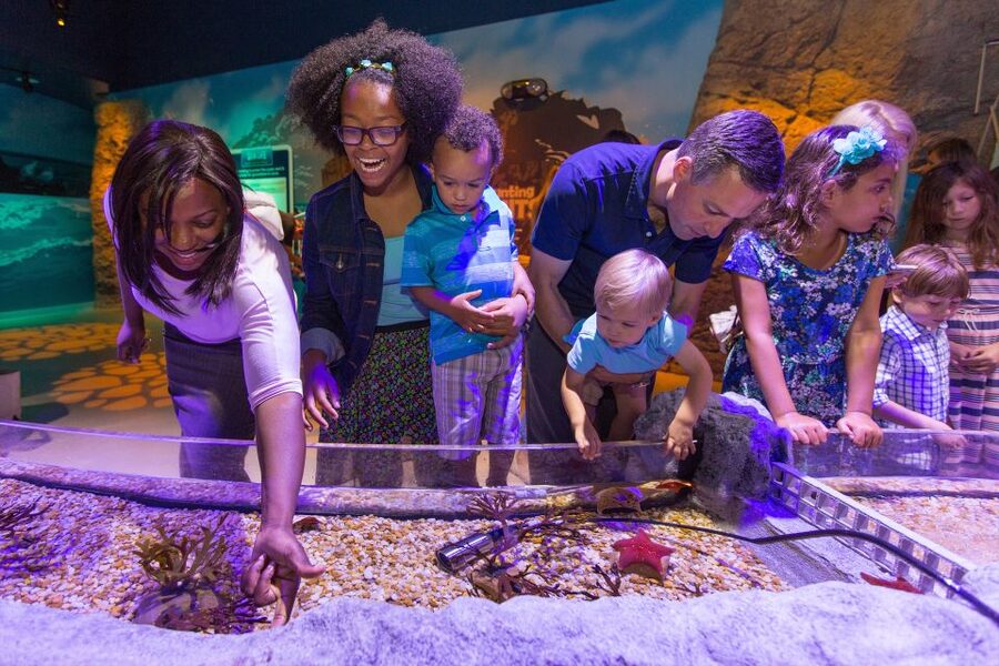Manchester: SEA LIFE Entrance Ticket - Touch a starfish at the interactive rockpool