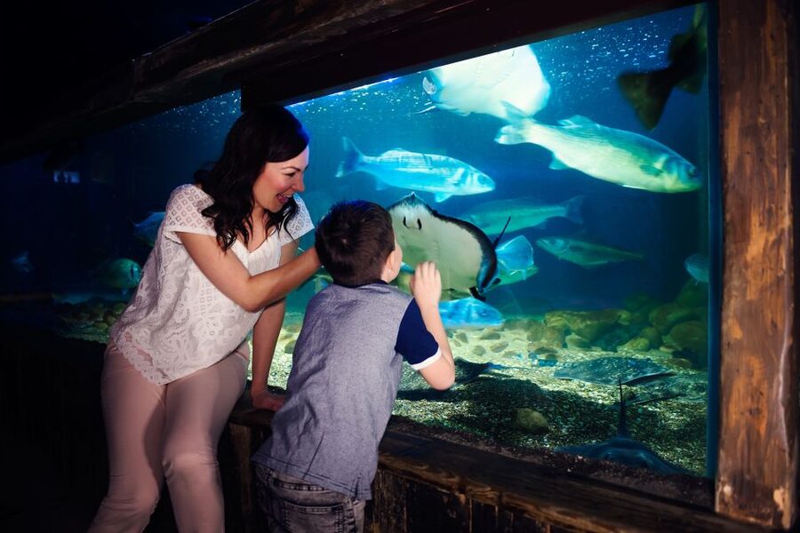 Manchester: SEA LIFE Entrance Ticket - Turtle Beach turns a life cycle into a show