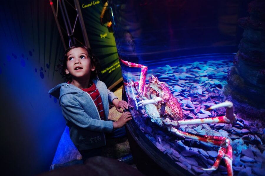 Manchester: SEA LIFE Entrance Ticket - Meet Ernie and Cammy, Manchester’s giant green turtles