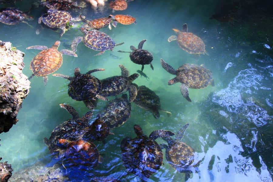 Massai village & Baraka turtules aquarium - Key points at a glance