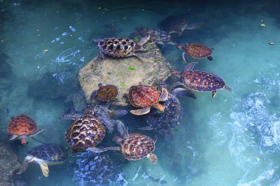 Massai village & Baraka turtules aquarium - From your hotel to Kidoti