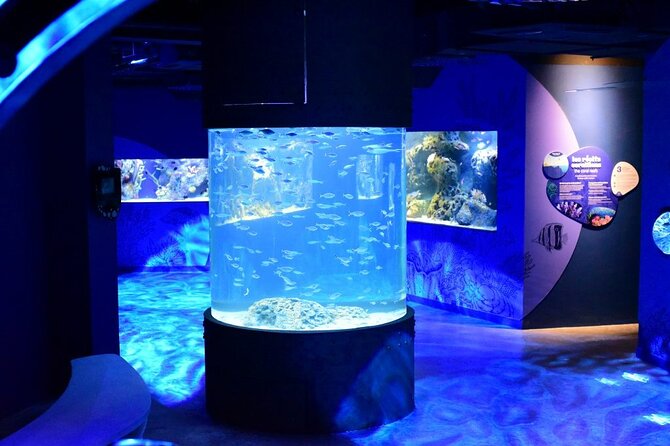 Mauritius Odysseo Oceanarium in Port Louis - Small tanks with jellyfish, octopus, and seahorses