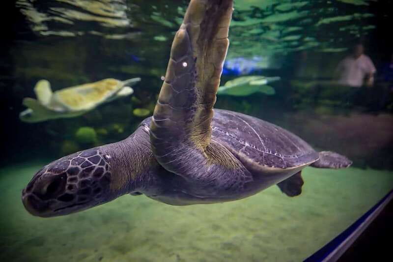 Mazatlan: Grand Aquarium Ticket and City Sightseeing Tour - Leaving your accommodation in an open-air vehicle