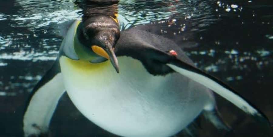 Melbourne: SEA LIFE Aquarium Entrance Ticket - Key points to know before you go